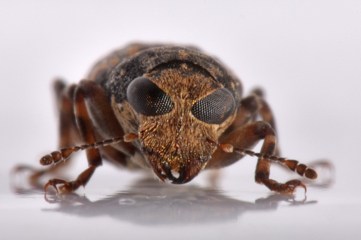 Anthribidae: Ulorhinus bilineatus